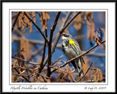 Myrtle Warbler in Catkins