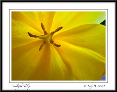 Sunlight Tulip