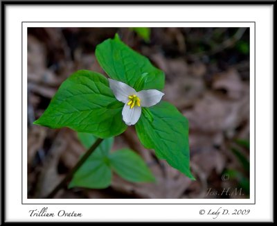 Trillium Ovatum