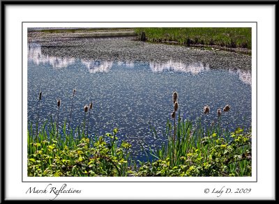 Marsh Reflections.
