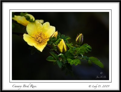 Canary Bird Rose