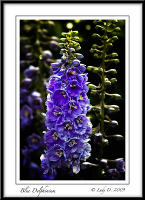 Blue Delphinium