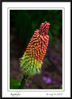 Red Hot Poker