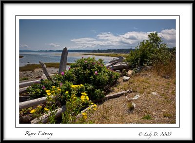 River Estuary Driftwood and Roses