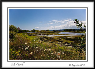 Salt Marsh