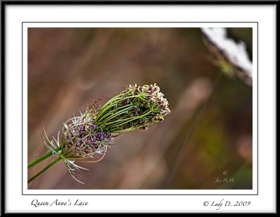 Queen Anne's Lace