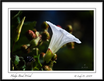 Hedge Bind Weed