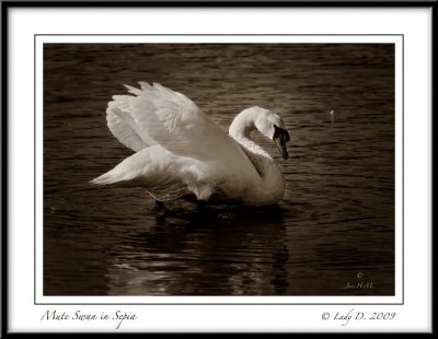 Mute Swan in Sepia
