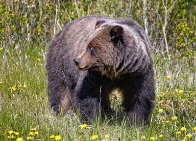 Silver-tip Grizzly