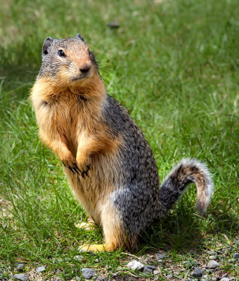 Columbian Ground Squirrel