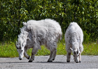 Mountain Goats.