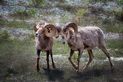 Rocky Mountain Big Horn Sheep