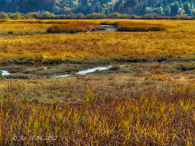 Autumn Grasses