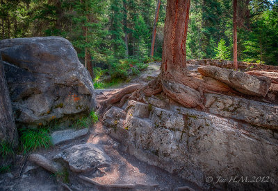 Roots and Rocks