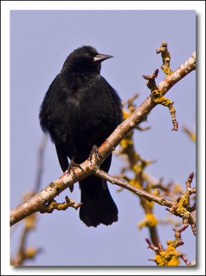 Red-Winged  Blackbird.