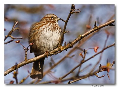 Song Sparrow.