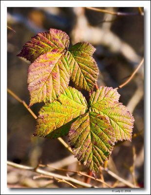 Blackberry Leaves in Winter.