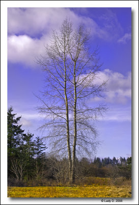 Trees