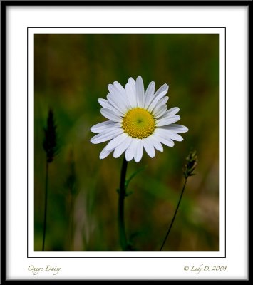 Oxeye Daisy