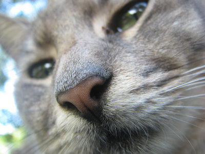 Cat Nose!.jpg