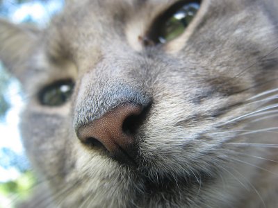 Cat Nose.jpg