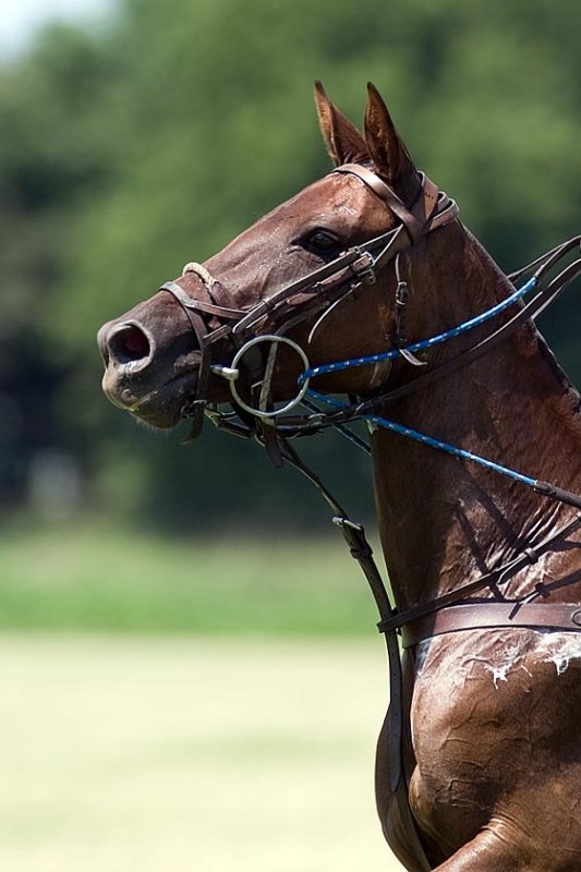 Thoroughbred Horse