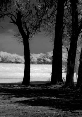 BW of Trees
