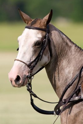 Horse Portrait