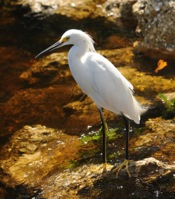 Snowy egret