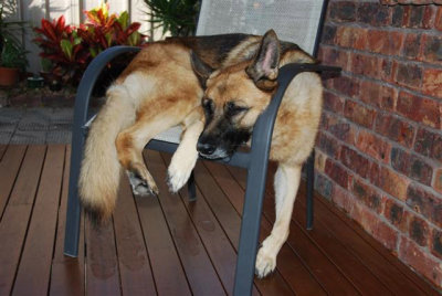 Dixie sleeping in chair