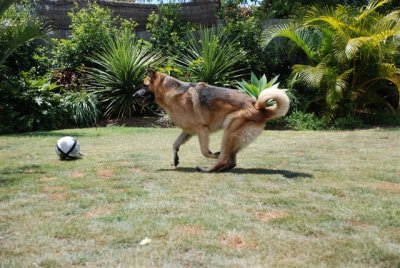 Check out my tail, how did I do that?