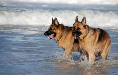 Tired dogs at the beach