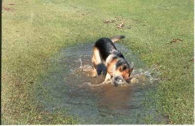 Wallowing in a puddle