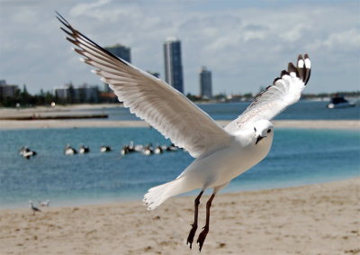 Seagull1.jpg