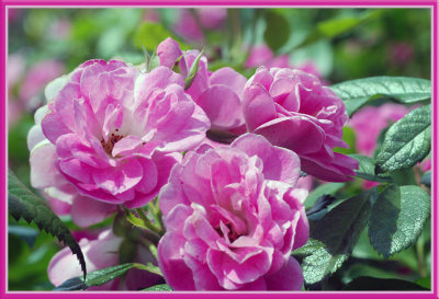 Roses