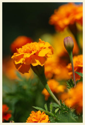 Marigold