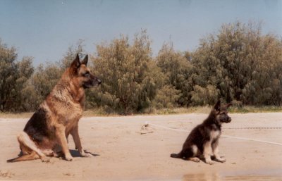 Rocky & Jake on beach