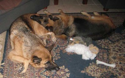Dixie makes an excellent pillow!