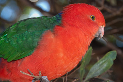 King parrot in the wild