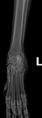FRONT EXTREMITY - VENTRAL_DORSAL.jpg