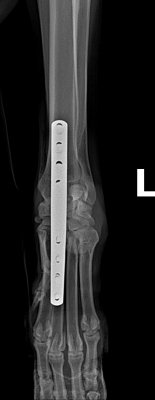 Dixie's Carpal x-rays