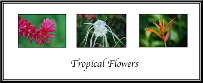 3 image triptych