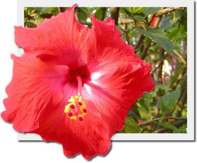 hibiscus oob
