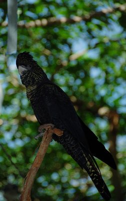 black cockatoo small.jpg