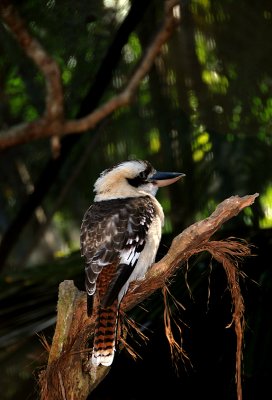 kookaburra in Port Douglas