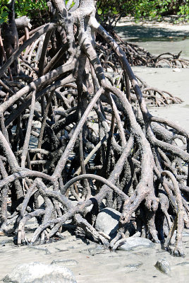 mangrove roots small.jpg