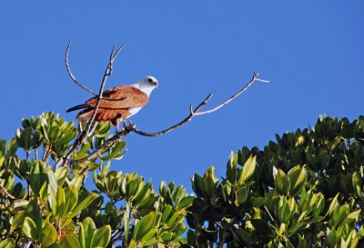 sea eagle small.jpg