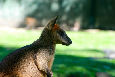 wallaby small.jpg