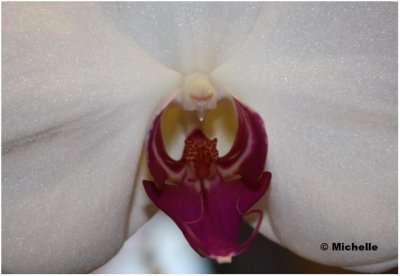 IMG_2859_Mon orchidée-Paphiopédilum.jpg