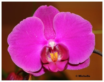 IMG_2867_1Mon orchidée-paphiopédilum.jpg